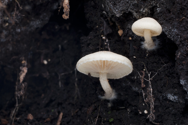 Pholiota scamba